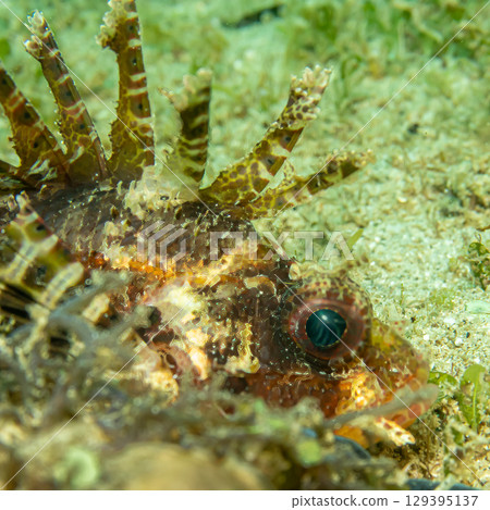 Dendrochirus brachypterus, dwarf lionfish, or shortspine scorpionfish at a Philippines coral reef Dendrochirus brachypterus, dwarf lionfish, or shortspine scorpionfish at a Philippines coral reef 129395137