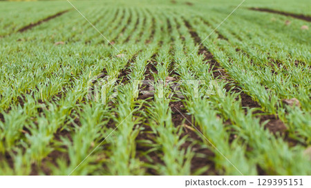 Rows of young wheat plants growing in a field, representing agriculture, farming, and food production Rows of young wheat plants growing in a field, representing agriculture, farming, and food production 129395151