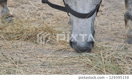 White horse eating hay in Crimea near Belogorsk 129395158