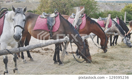 Saddled horses grazing contentedly on hay within well lit equestrian training facility, basking under warm sunlight Saddled horses grazing contentedly on hay within well lit equestrian training facility, basking under warm sunlight 129395236