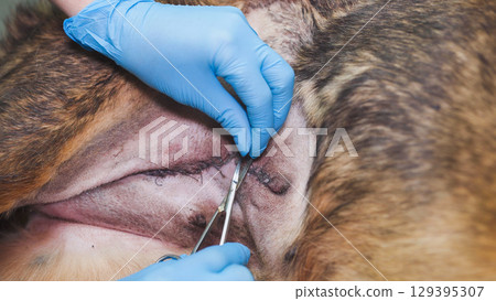 Veterinarian removing stitches from a dog after surgery 129395307