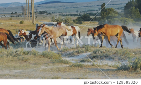 Herd of horses running near Belogorsk in Crimea raising dust 129395320