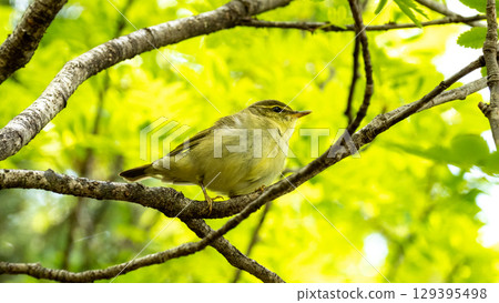 A warbler perched on a branch 129395498