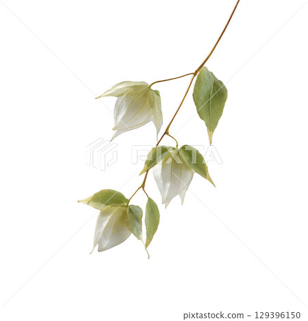 Delicate branch with light green leaves and white flowers is set against plain background, showcasing nature simplicity and elegance Delicate branch with light green leaves and white flowers is set against plain background, showcasing nature simplicity and elegance 129396150