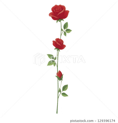 Single long stemmed red rose with three blossoms and green leaves, symbolizing love and beauty, isolated on transparency background 129396174
