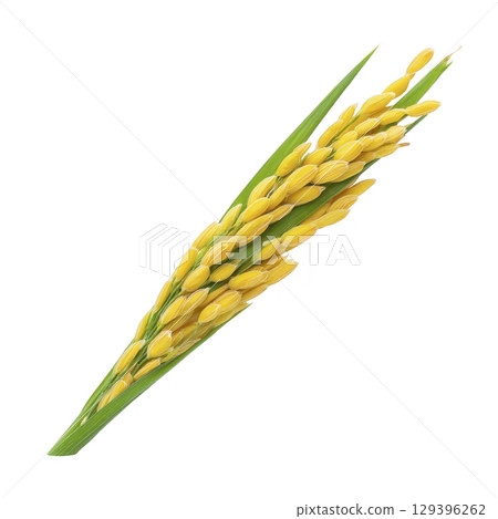 Cluster of ripe yellow rice grains on stalk with green leaves, isolated on transparency background. vibrant colors and detailed texture highlight natural beauty of rice plant Cluster of ripe yellow rice grains on stalk with green leaves, isolated on transparency background. vibrant colors and detailed texture highlight natural beauty of rice plant 129396262