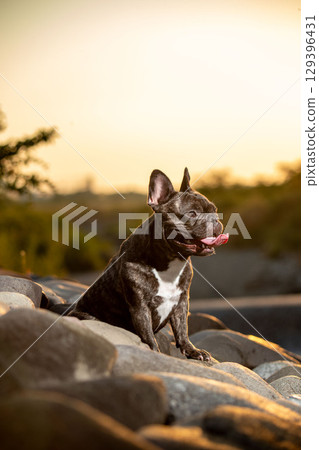 French bulldog 129396431