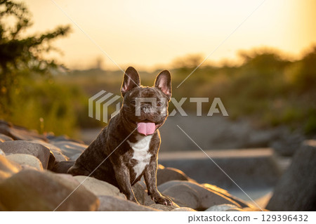 French bulldog French bulldog 129396432