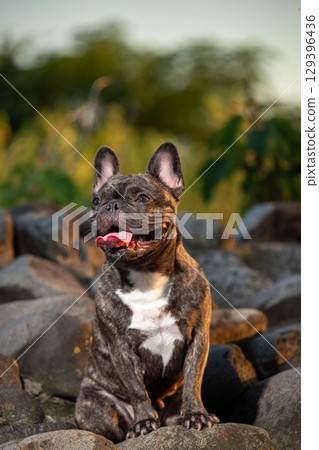French bulldog French bulldog 129396436