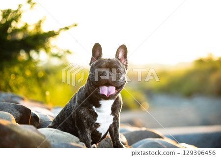 French bulldog 129396456