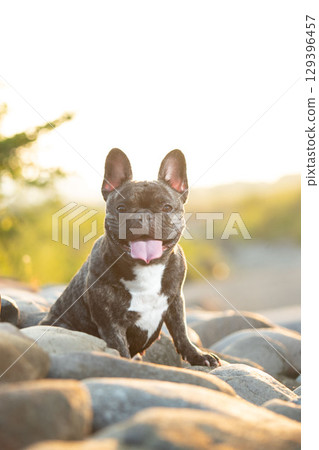 French bulldog French bulldog 129396457