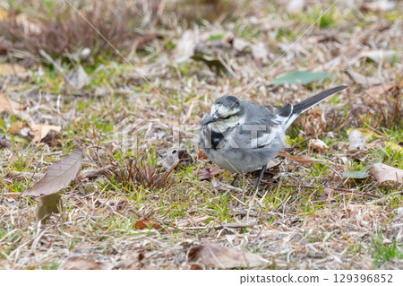 White Wagtail walking on the ground in winter 129396852