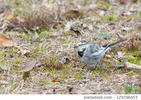Winter scene of a white wagtail walking through the grass 129396853