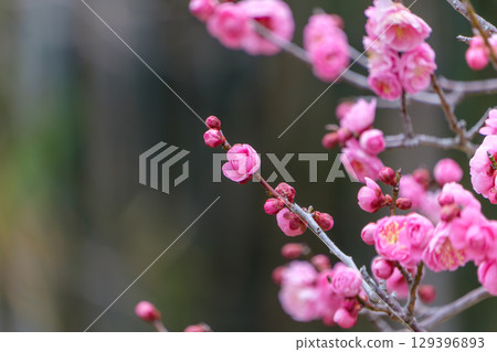 亮粉色的梅花與花蕾 129396893