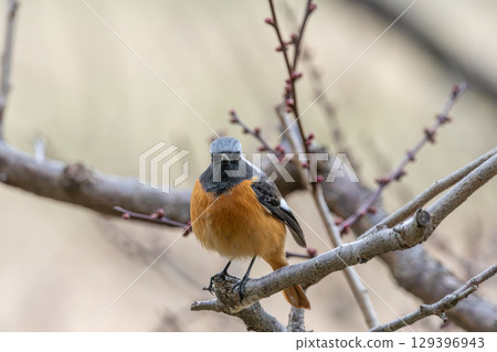 A male Daurian redstart perched on a branch in winter A male Daurian redstart perched on a branch in winter 129396943