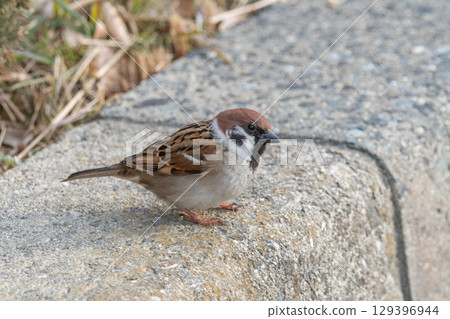 A sparrow standing by the roadside A sparrow standing by the roadside 129396944