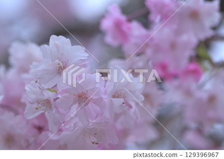 Weeping cherry blossoms: the color of their petals gives a glimpse of spring 129396967