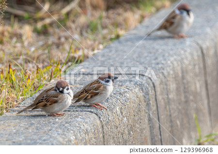 Three sparrows lined up on the curb Three sparrows lined up on the curb 129396968