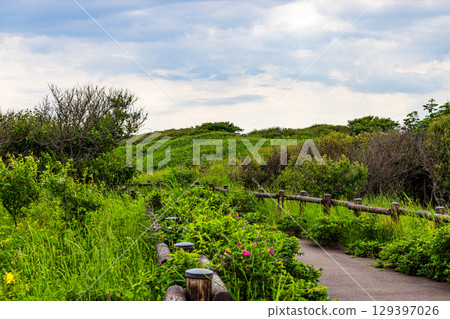 Koshimizu Primeval Flower Garden (Hokkaido, July) 129397026