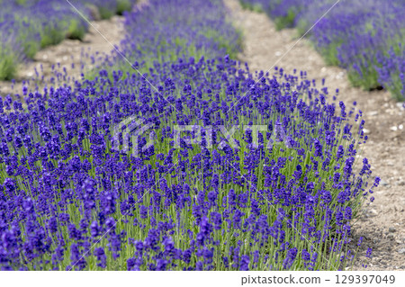 鄂霍茨克薰衣草田(北海道,七月) 鄂霍茨克薰衣草田(北海道,七月) 129397049