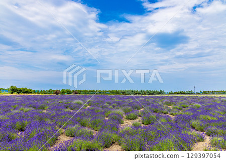 Okhotsk lavender fields (Hokkaido, July) 129397054