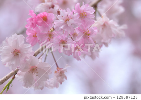 Weeping cherry blossoms swaying in the spring breeze and bathed in sunlight 129397123