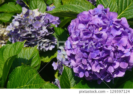 Purple hydrangea 2 129397124