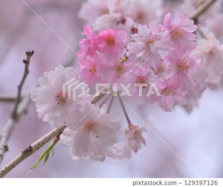 Cherry blossoms beckon on a peaceful spring afternoon Cherry blossoms beckon on a peaceful spring afternoon 129397126