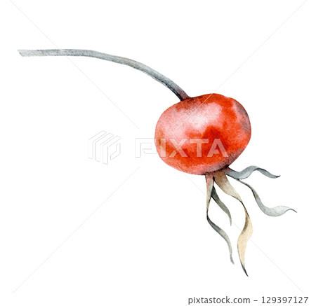 Watercolor illustration with a rosehip berry highlighted on a white background. The botanical illustration is hand-drawn. Clipart. Watercolor illustration with a rosehip berry highlighted on a white background. The botanical illustration is hand-drawn. Clipart. 129397127