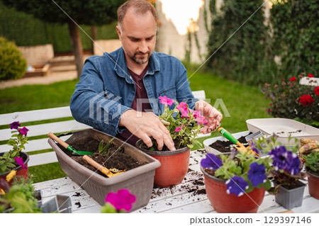 Gardener tending to vibrant flowers in sunny backyard Gardener tending to vibrant flowers in sunny backyard 129397146
