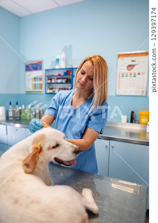 Veterinary care: A compassionate moment of healing with a dog 129397174