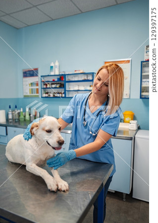 Caring veterinarian attends to a happy dog in a bright clinic 129397175