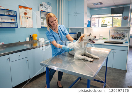 Caring veterinarian attends to a dog during a check-up in clinic Caring veterinarian attends to a dog during a check-up in clinic 129397176