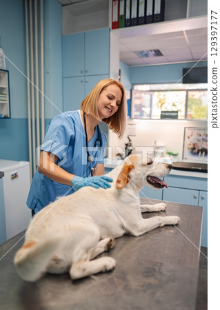 Veterinarian caring for a playful dog in a bright clinic setting Veterinarian caring for a playful dog in a bright clinic setting 129397177