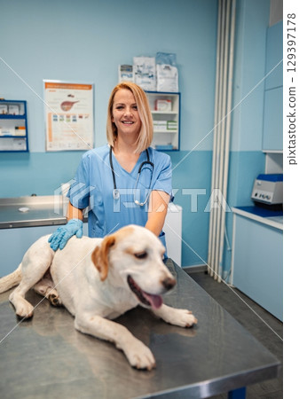 Caring veterinarian assisting a cheerful dog during a routine checkup Caring veterinarian assisting a cheerful dog during a routine checkup 129397178