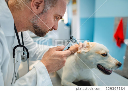 Veterinarian examines a dog during a routine checkup in clinic Veterinarian examines a dog during a routine checkup in clinic 129397184