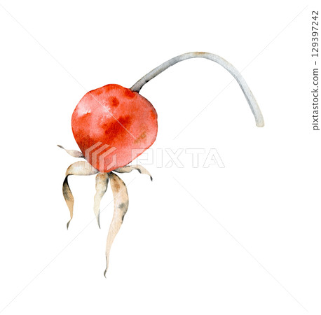 Red rosehip berry, hand-painted. The watercolor plant illustration is isolated on a white background. Clipart. 129397242