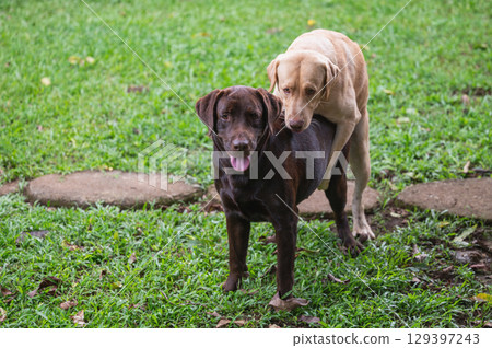 Two playful dogs interacting on lush green lawn in sunny outdoor setting Two playful dogs interacting on lush green lawn in sunny outdoor setting 129397243