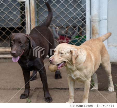 Two playful dogs enjoying time outdoors near fence with ball 129397244