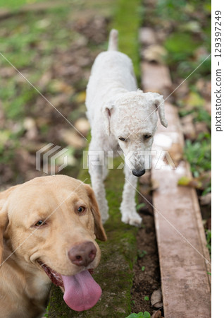 Two dogs exploring garden path surrounded by greenery in serene outdoor setting Two dogs exploring garden path surrounded by greenery in serene outdoor setting 129397249