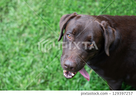 Happy chocolate Labrador playing in lush green garden on sunny day 129397257