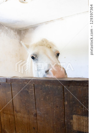 head of a white horse looks over a brown wooden fence. horse looks at the camera.  129397364