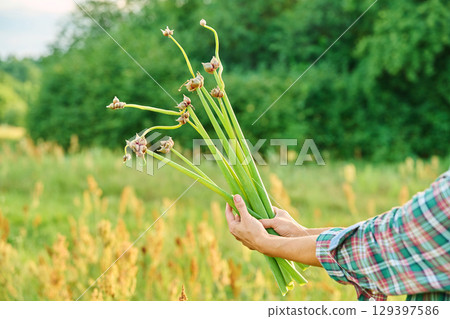 Close-up of onion plant with small seed bulbs on second tier in woman's hands Close-up of onion plant with small seed bulbs on second tier in woman's hands 129397586