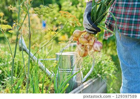 Woman gardener holding freshly picked onions, summer vegetable garden background Woman gardener holding freshly picked onions, summer vegetable garden background 129397589