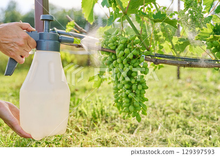 Treatment by spraying green unripe grapes from a spray 129397593
