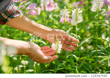 Summer sunny natural view of flowerbed with flowering white Physostegia virginiana 129397595