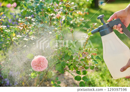 Spray in hands spraying rose bush, treatment against insect pests, fungal diseases 129397596