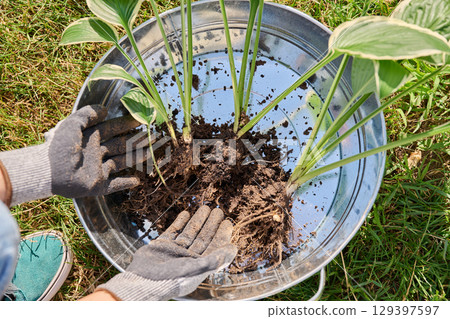 Close-up of Hosta plant bush in hands, dividing roots, outdoor in the garden Close-up of Hosta plant bush in hands, dividing roots, outdoor in the garden 129397597