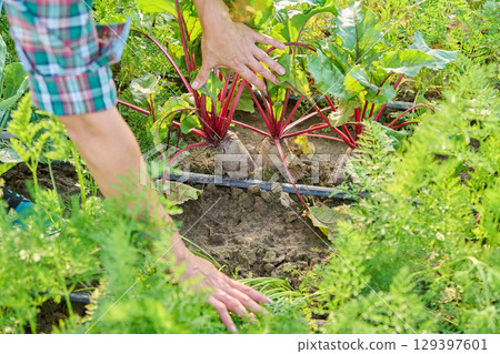 Close up of red beet plant in a bed with drip irrigation Close up of red beet plant in a bed with drip irrigation 129397601