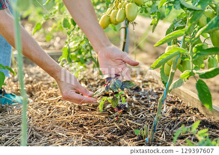 Female hands showing basil tomato plants on wooden raised bed 129397607